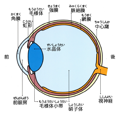 目の仕組み図